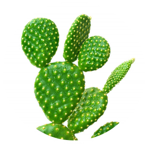 cactus white