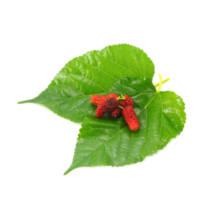 Mulberry Leaf Chlorophyll